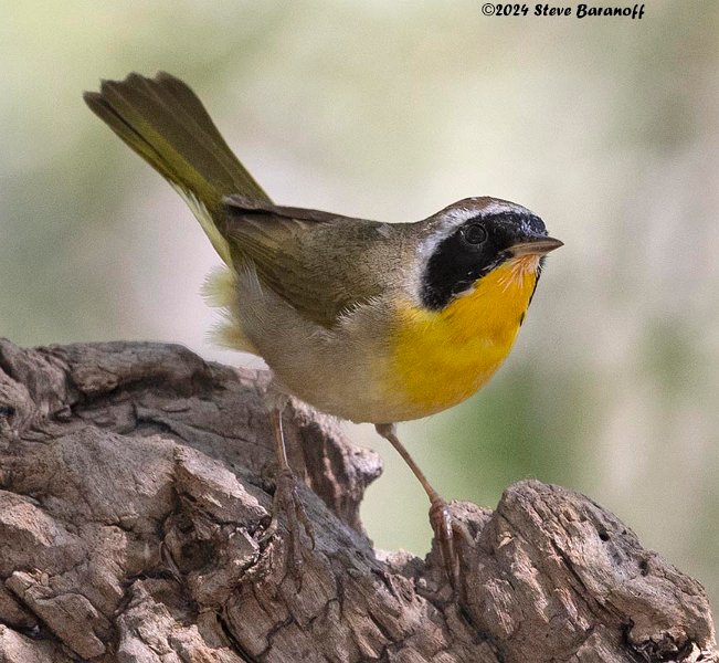 _B237507 common yellowthroat.jpg